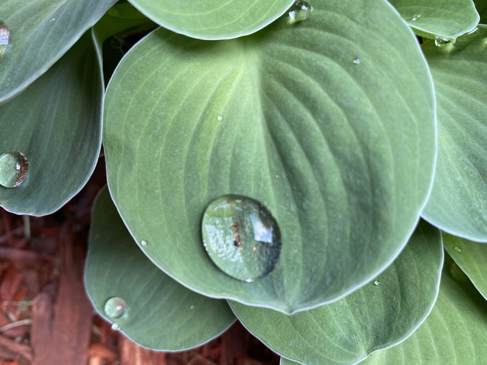 Hosta 'Blue Mouse Ears'