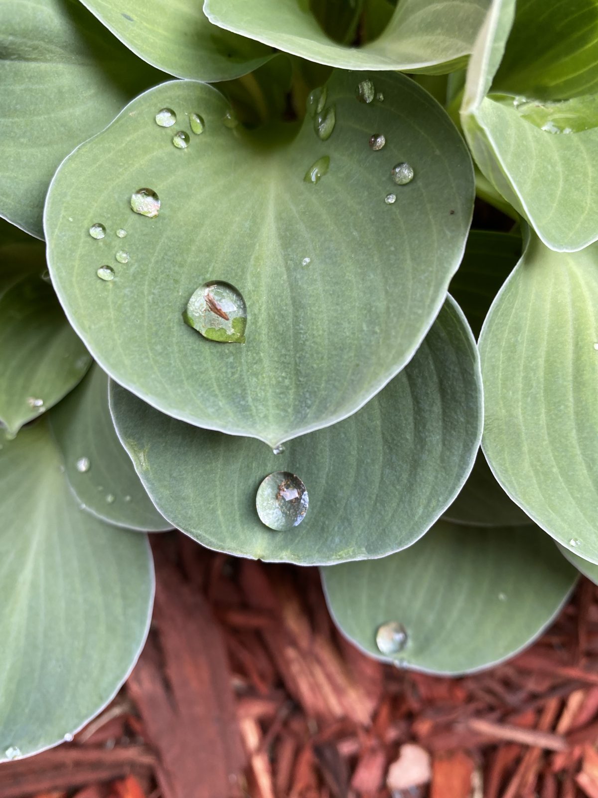 Hosta 'Blue Mouse Ears'