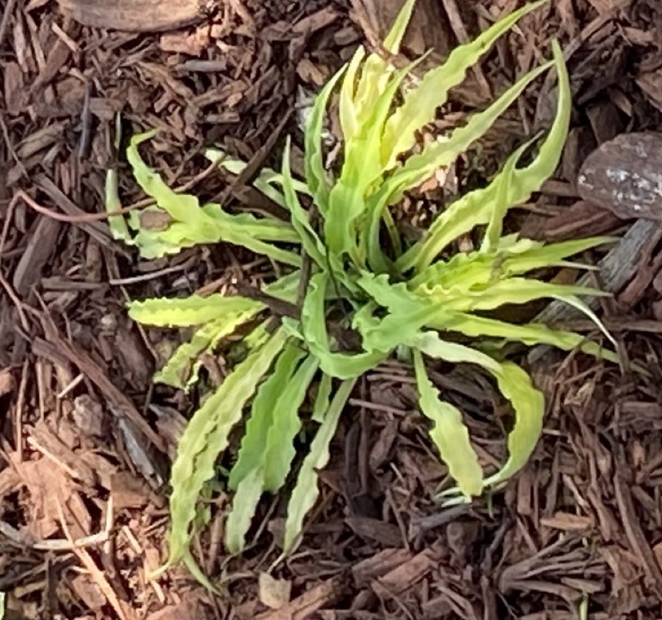 Hosta 'Curly Fries'
