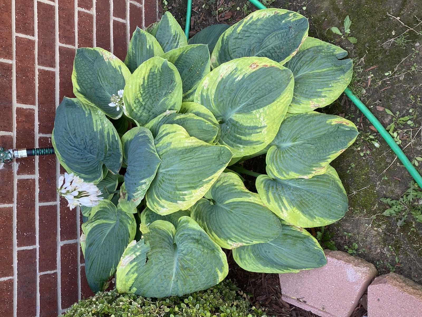 Hosta 'Frances Williams'