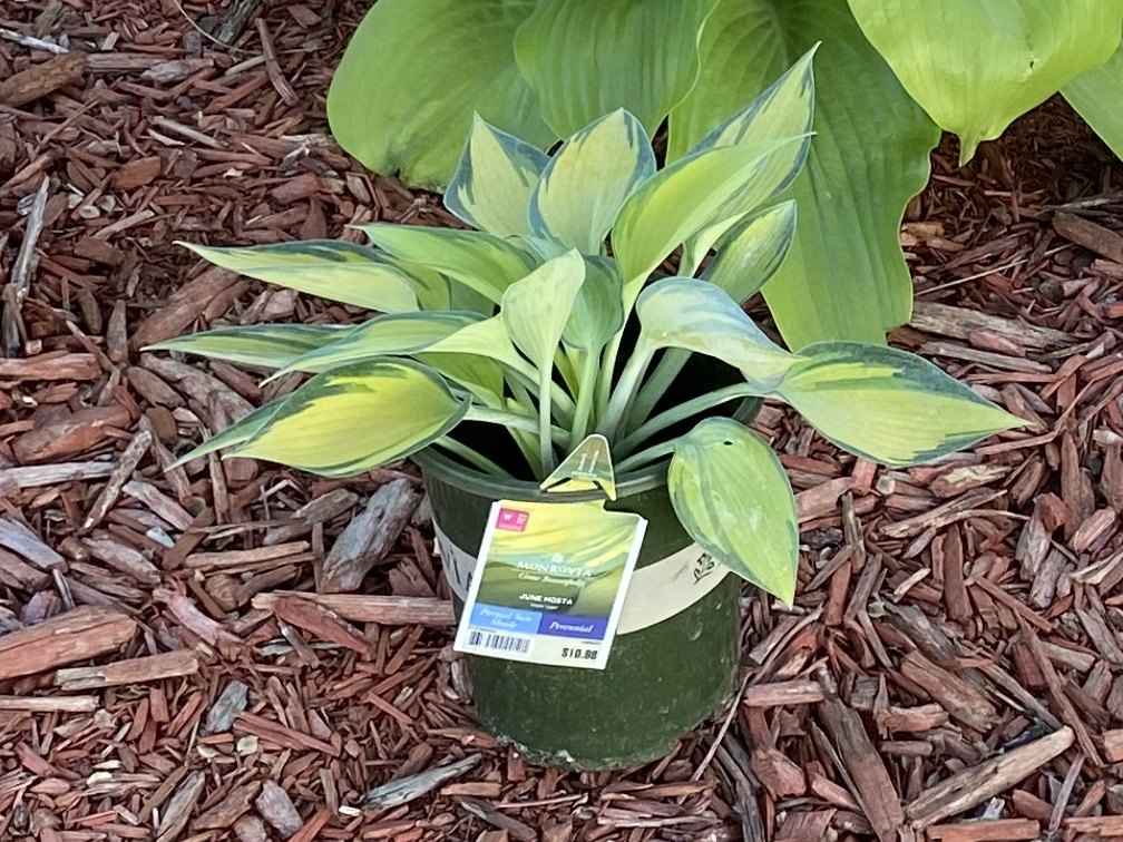 Hosta 'June'