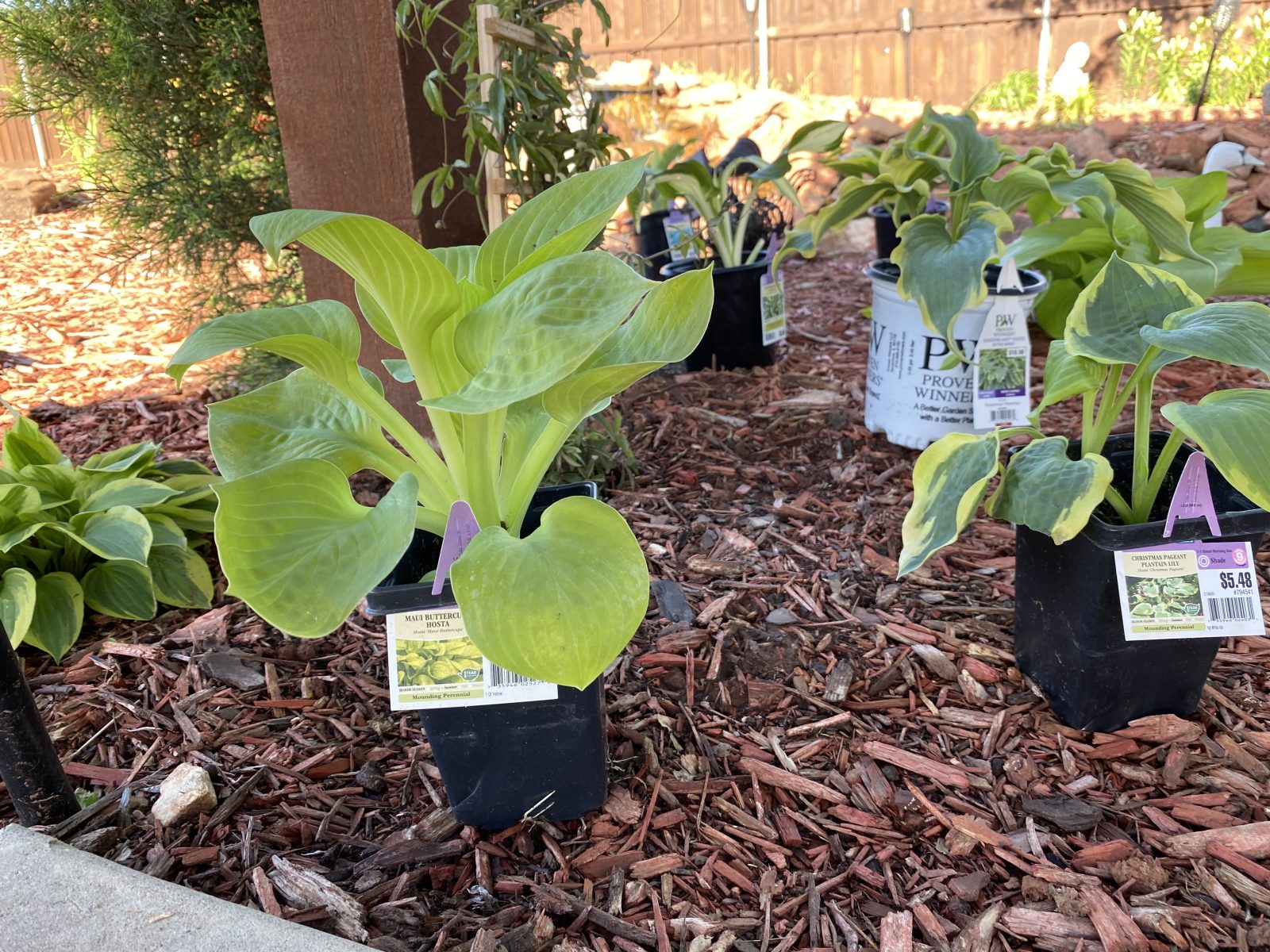 Hosta 'Maui Buttercups'