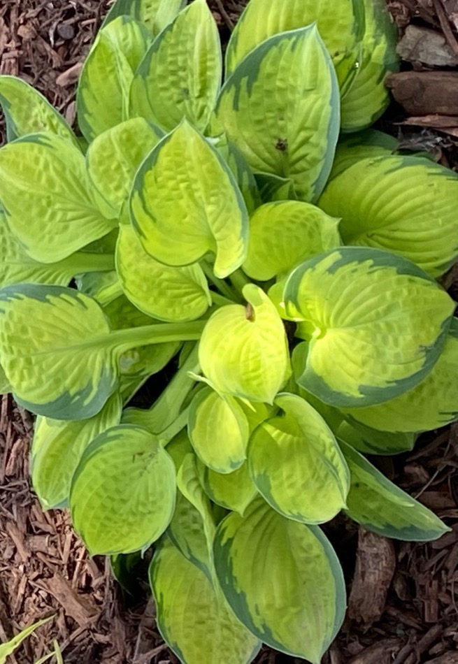 Hosta 'Rainforest Sunrise'