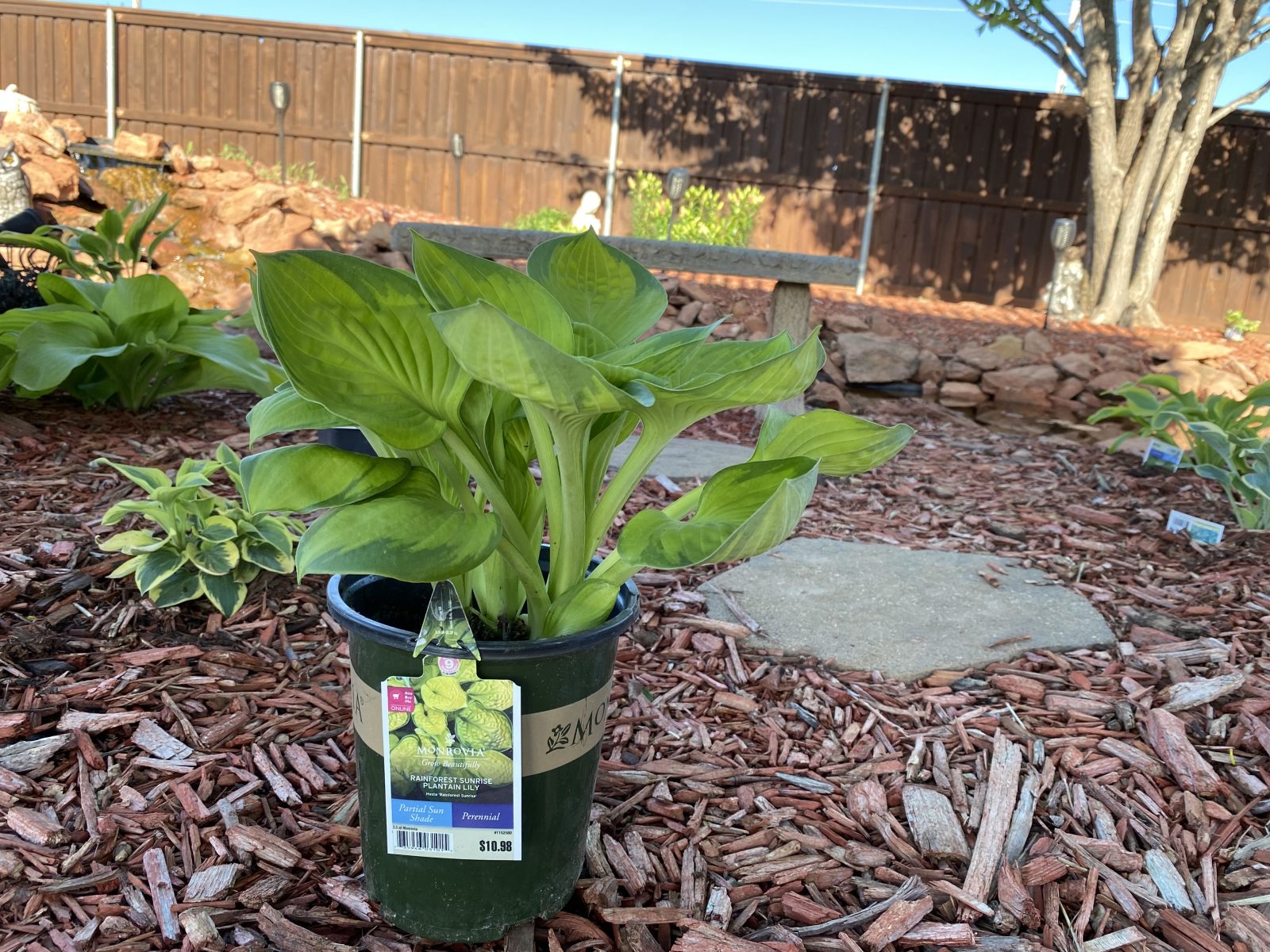 Hosta 'Rainforest Sunrise'