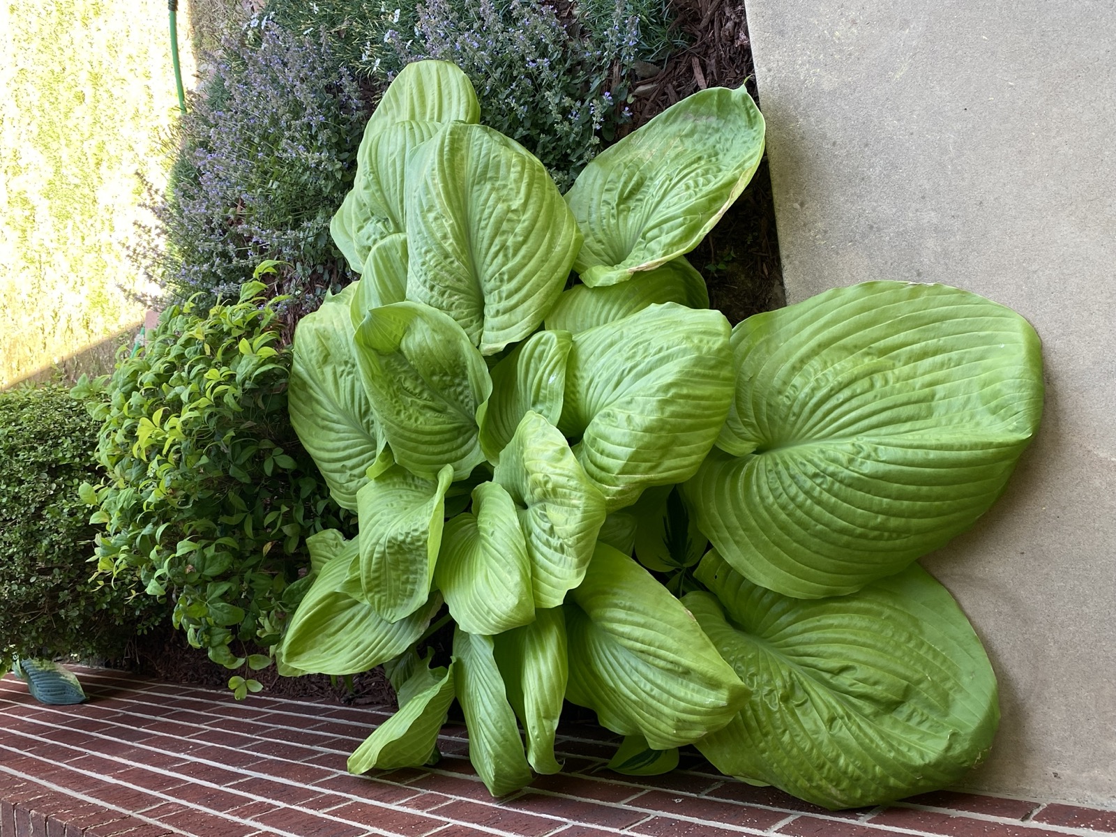 Hosta 'Sum and Substance'