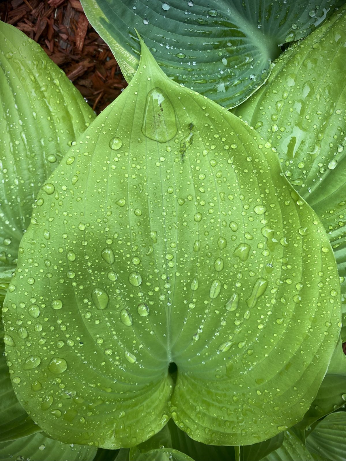 Hosta 'Sum and Substance'