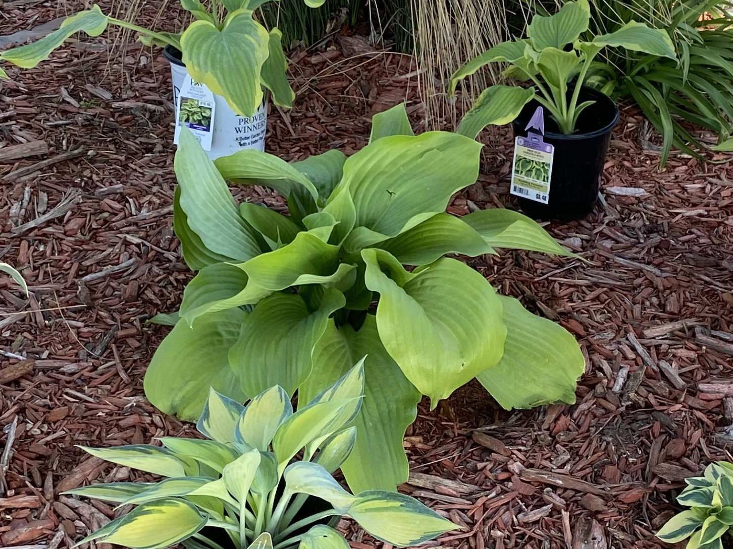 Hosta 'Sum and Substance'